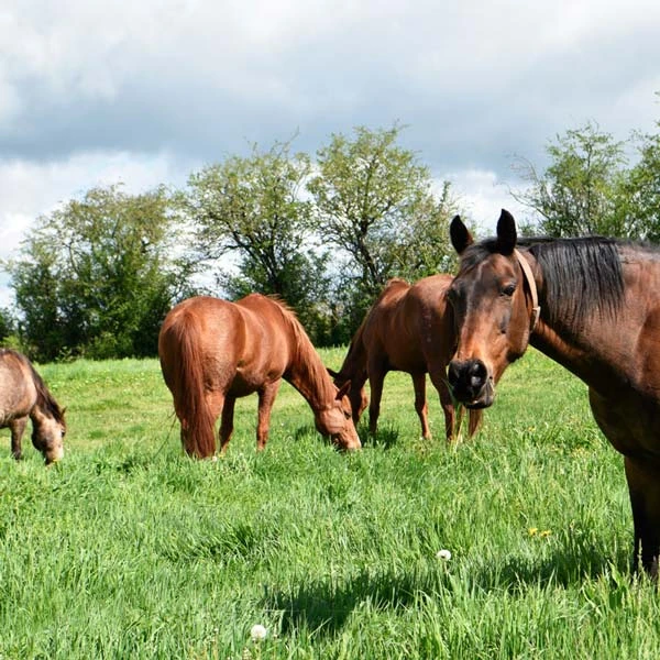 Pension pour chevaux à Laveissière, Cantal